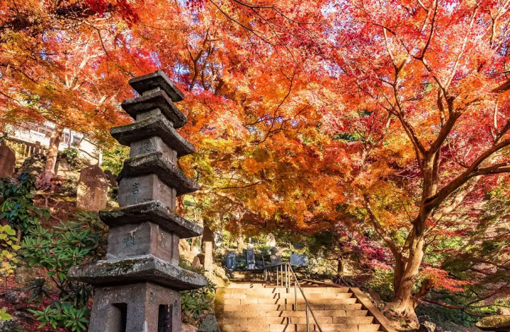 Kamakura's Top 6 Fall Foliage Spots in 2024: Temples, Parks, and More!