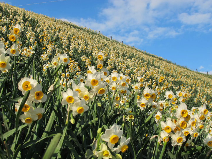 เทศกาลสำคัญในจังหวัดนางาซากิ