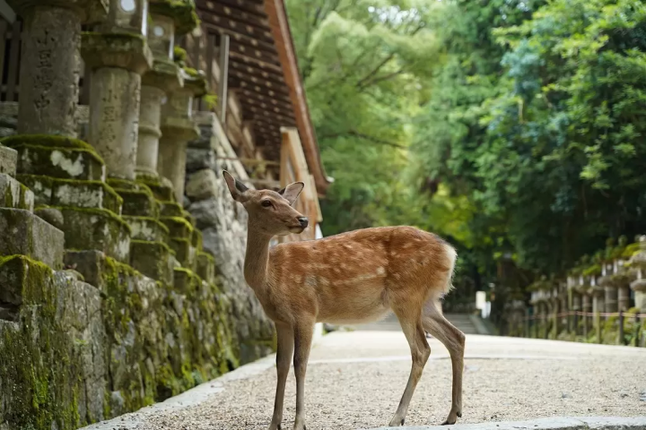 Sacred Animals In Japan - See Japan's Religion Through Its Animals