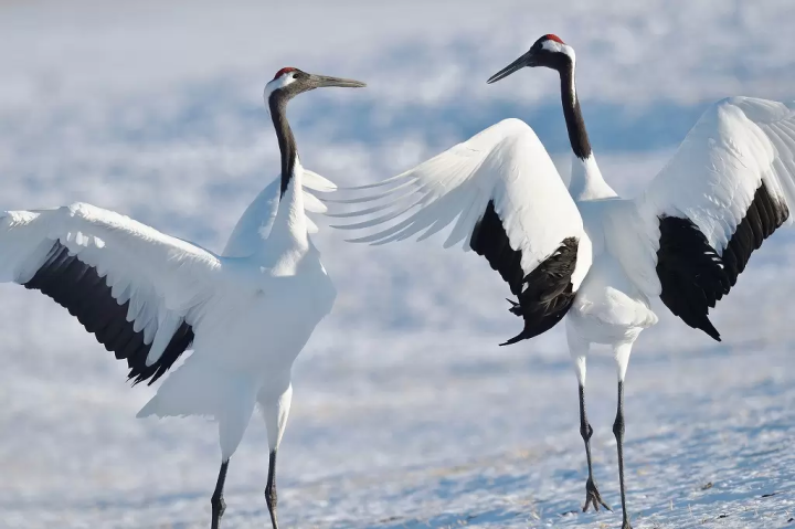 Sacred Animals In Japan - See Japan's Religion Through Its Animals