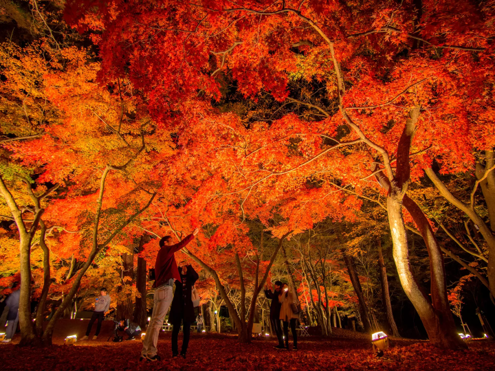 【2024最新】東京出發, 可輕鬆前往的7個推薦紅葉景點！