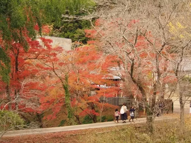 【ใบไม้เปลี่ยนสีปี 2025】แฟนจิบลิห้ามพลาด!สนุกไปกับโลกของจิบลิและใบไม้เปลี่ยนสี!