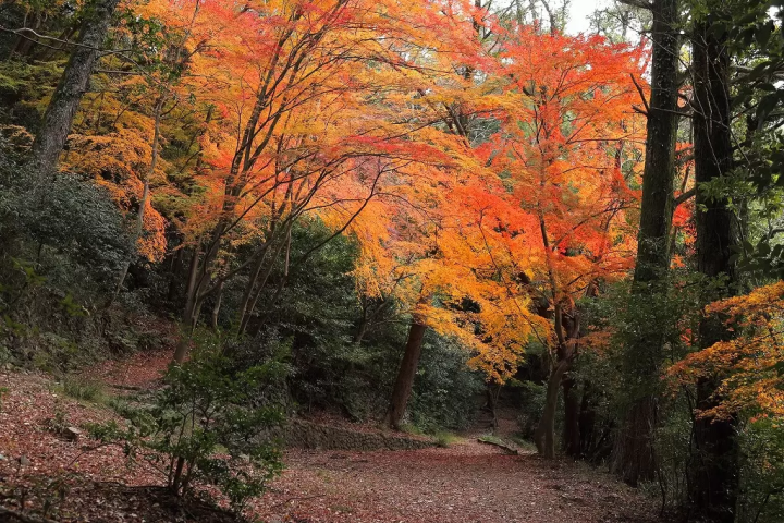 Osaka Autumn Foliage