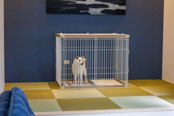 애견과 함께 즐기는 호화로운 솔로그 램핑 체험! 특별한 시간을 애견과 함께