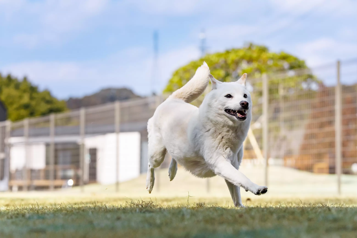 애견과 함께 즐기는 호화로운 솔로그 램핑 체험! 특별한 시간을 애견과 함께