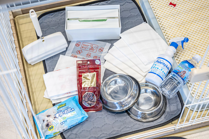 애견과 함께 즐기는 호화로운 솔로그 램핑 체험! 특별한 시간을 애견과 함께