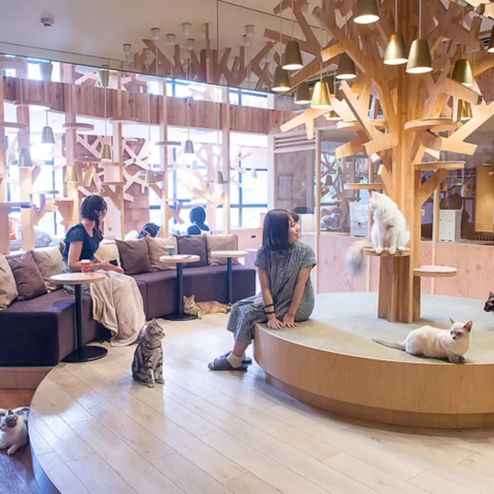 池袋のカフェ10選! 昭和レトロからフクロウカフェまでインスタ映えするスポットをご紹介