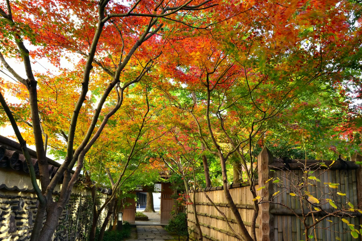 Fukuoka: Top 8 Fall Foliage Spots in 2024