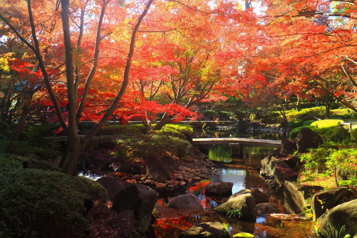 Tokyo's Fall Foliage