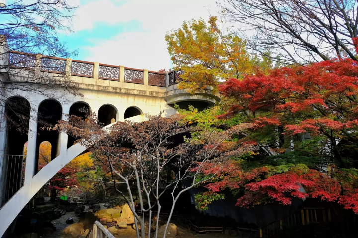 Tokyo's Fall Foliage