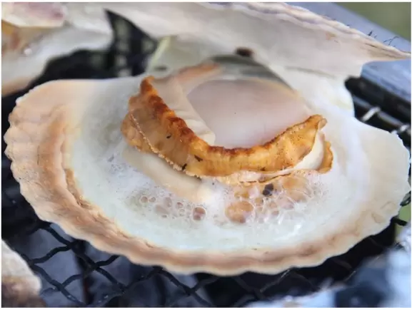 【도쿄・오다이바】2024년 11월 개최! 일본 최대급의 해산물 미식 축제 둥근 이해 가이드