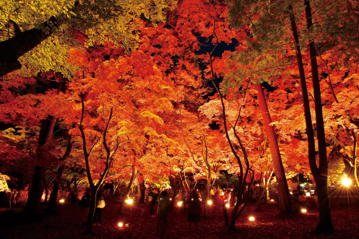 【2024秋季】不要錯過這個隱藏的寶石！為您介紹從白天到晚上可以盡情享受埼玉･長瀞的旅遊！