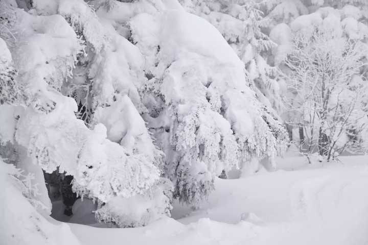 在米澤的「天元台高原滑雪場」，您可以享受冬季運動直到春天！