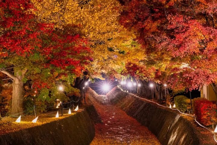 河口湖もみじ回廊