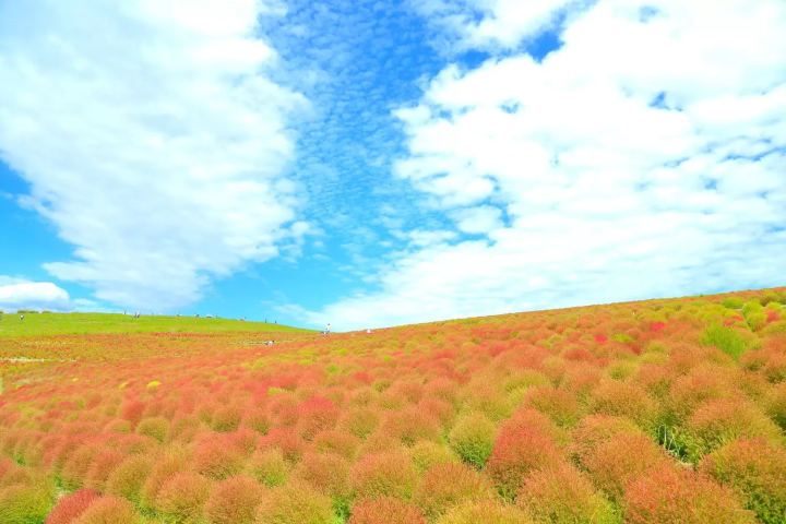 ひたち海浜公園 コキア