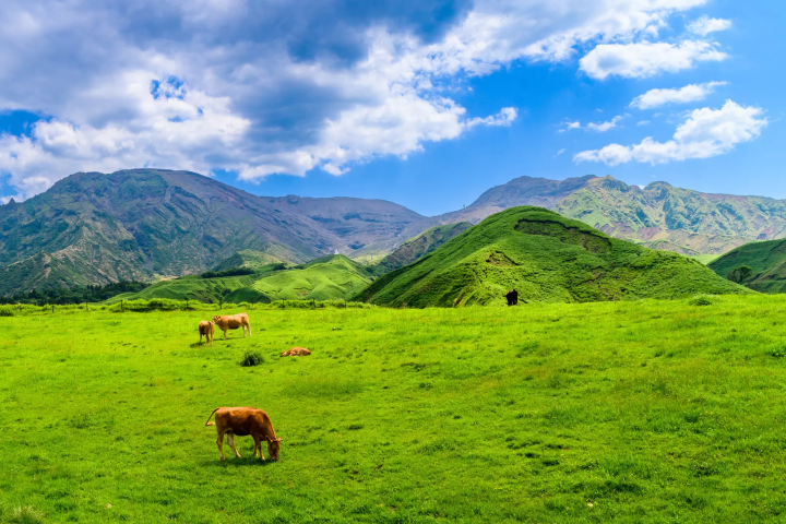 คำอธิบายเกี่ยวกับสภาพอากาศที่คุมะโมโตะ! ลักษณะตามฤดูกาลและสถานที่ท่องเที่ยวที่ดีที่สุด