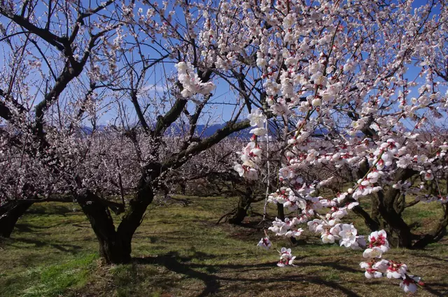 【2024最新】小田原精選景點！交通、景點、觀光示範路線一次看
