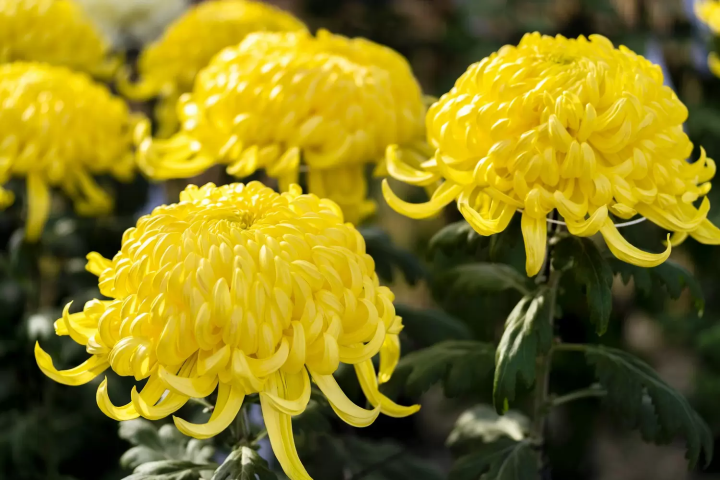 Autumn Flowers in Japan