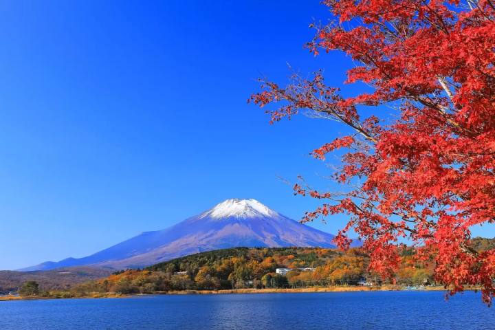 山中湖　紅葉　特徴