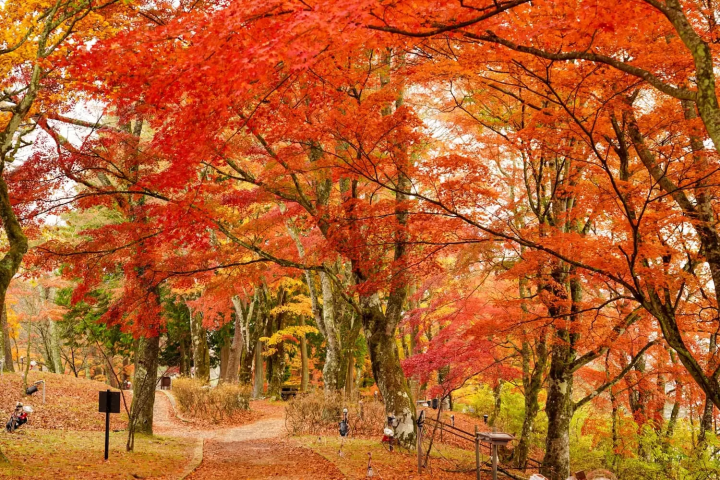 旭日丘湖畔緑地公園　紅葉