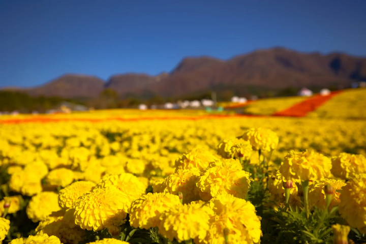【大分县竹田市】九重花卉公园秋花祭举办中！ ！