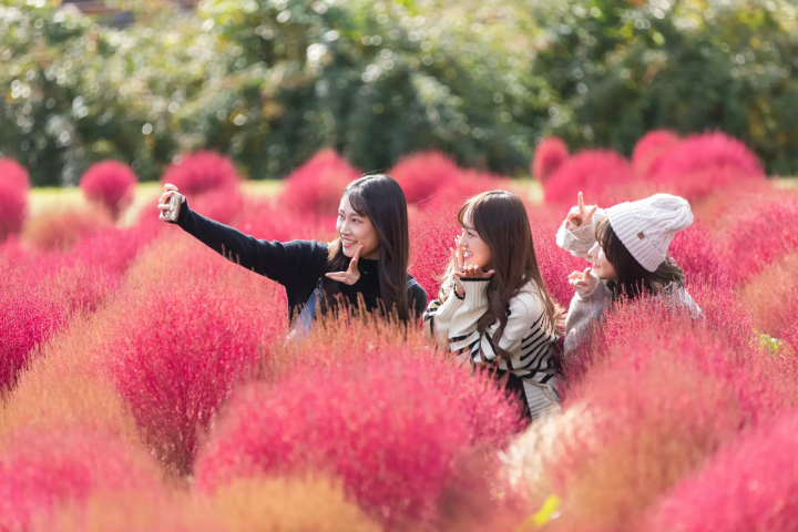 【大分县竹田市】九重花卉公园秋花祭举办中！ ！