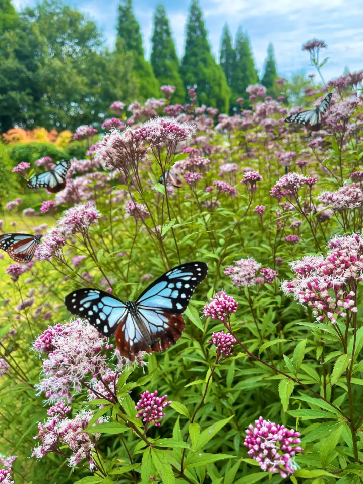 【大分县竹田市】九重花卉公园秋花祭举办中！ ！