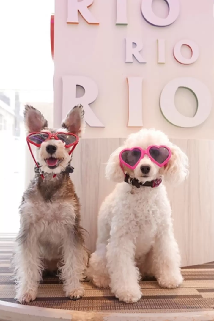 吉祥寺的时尚咖啡厅10选！介绍附设花店和动物咖啡厅等疗癒咖啡厅