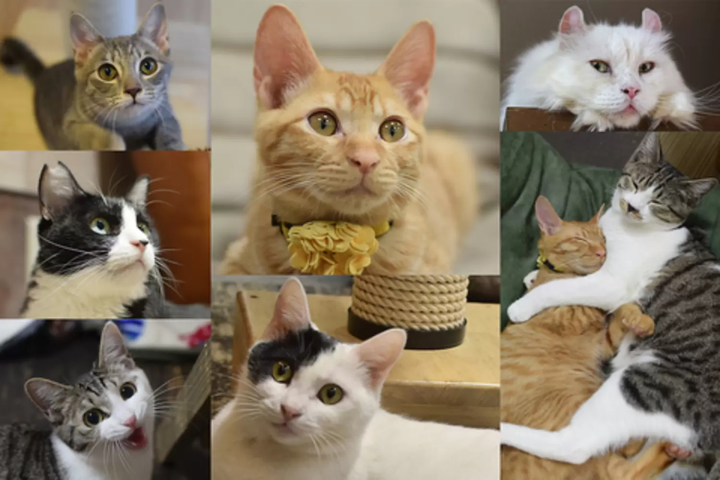 保护猫咖啡厅 きゃりこ吉祥寺店