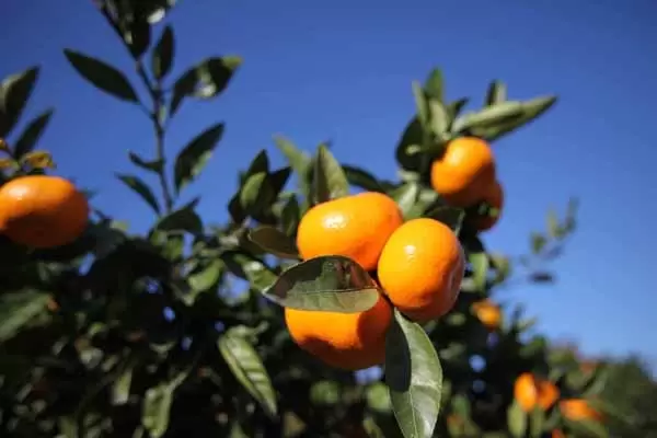 【2024最新】小田原精選景點！交通、景點、觀光示範路線一次看