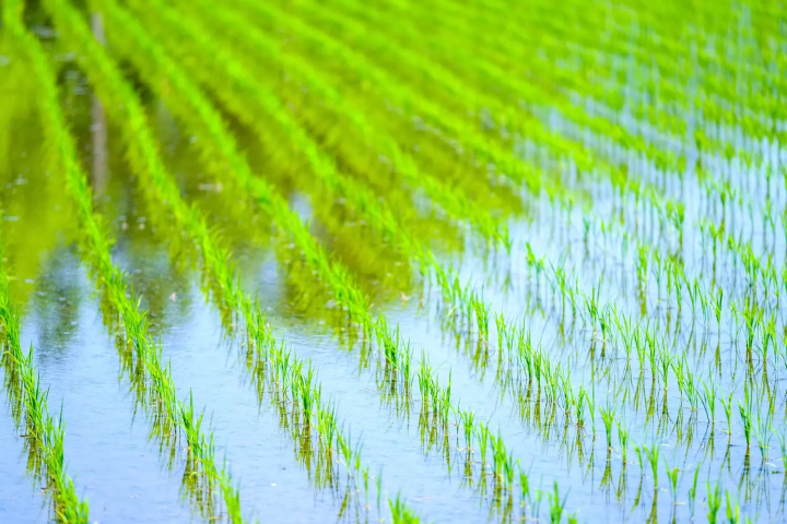田んぼ
