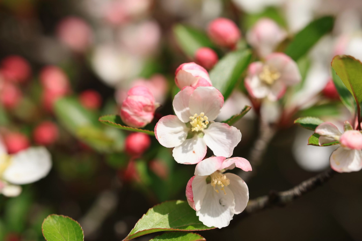 【我们一起去日本国家公园吧！】为了享受第一次日本国立公园旅行，做哪些准备？