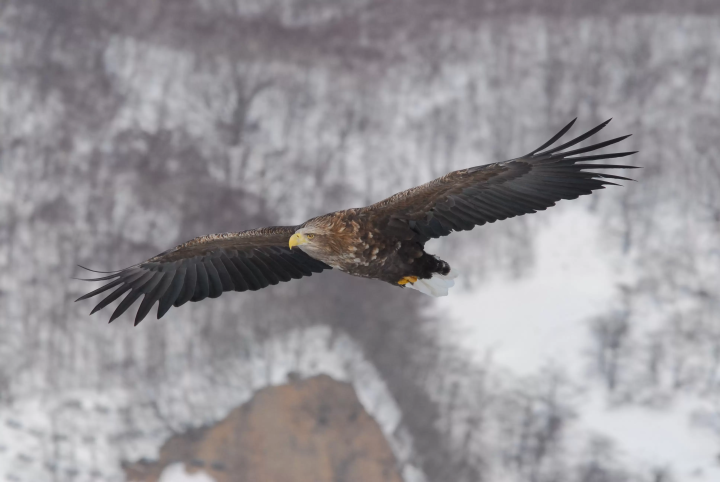 【我们一起去日本国家公园吧！】为了享受第一次日本国立公园旅行，做哪些准备？