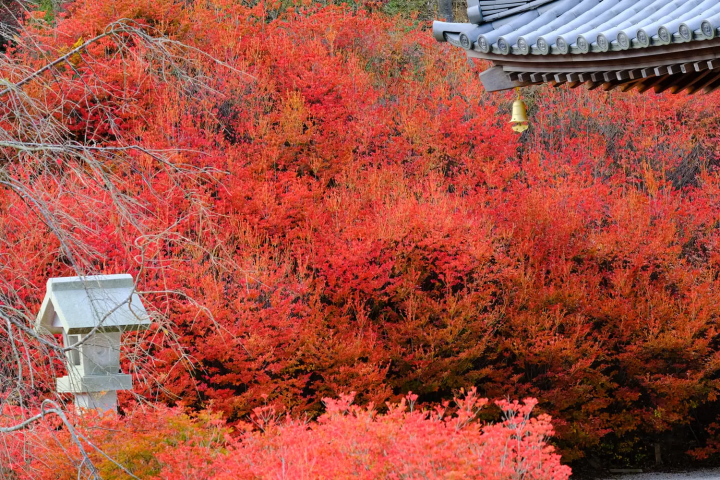 呑山観音寺　紅葉