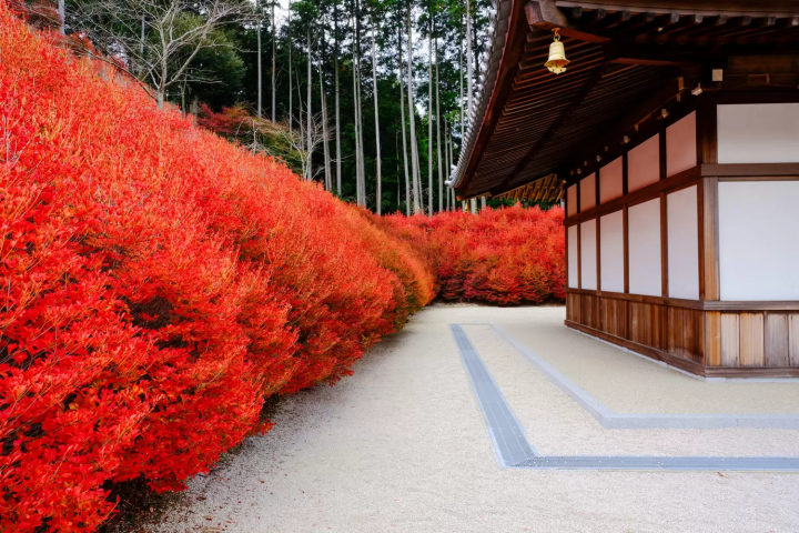 呑山観音寺　紅葉