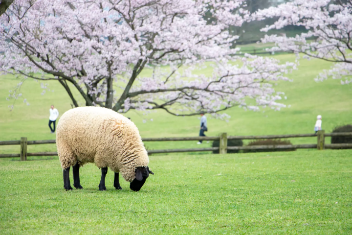 Guide to Takachiho: Miyazaki's Nature-Rich Paradise