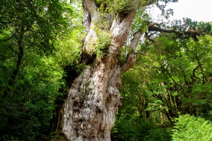 九州景點總懶人包,九州溫泉、美食都在這