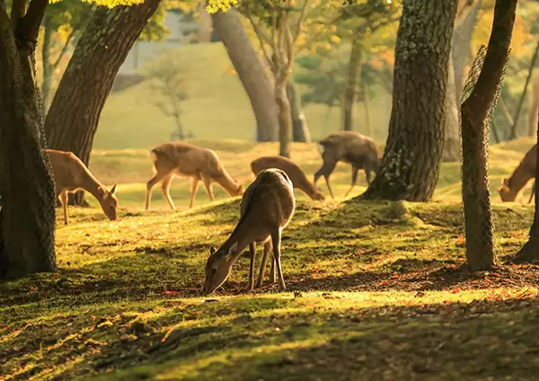 【日本小百科】關西地方