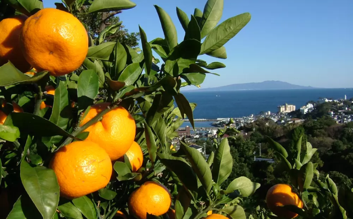 【日本小百科】關西地方