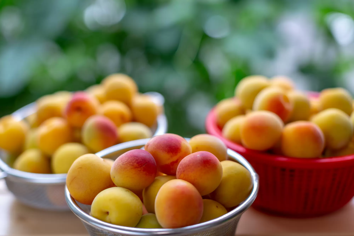 【日本小百科】關西地方