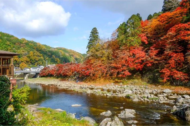 香嵐渓の紅葉に関する画像