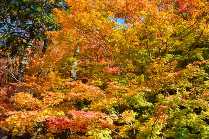 香嵐渓の紅葉に関する画像