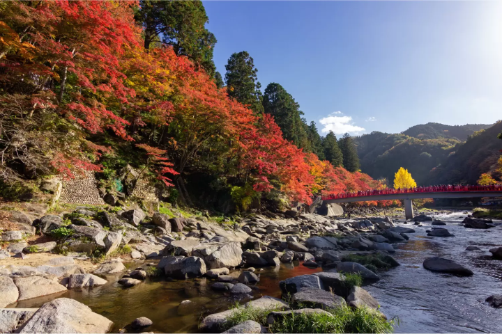 香嵐渓の紅葉に関する画像