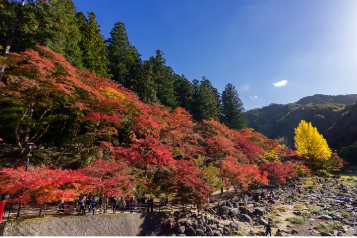 香嵐渓の紅葉に関する画像
