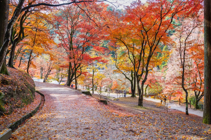 香嵐渓の紅葉に関する画像