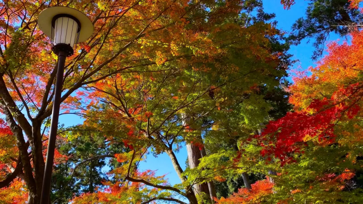 高野山の紅葉