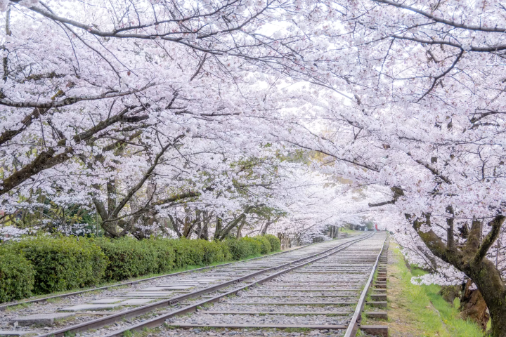 【京都賞櫻】岡崎區櫻花名所，平安神宮、蹴上鐵道、南禪寺