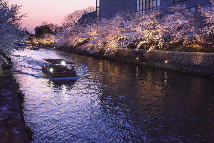 【京都賞櫻】岡崎區櫻花名所，平安神宮、蹴上鐵道、南禪寺