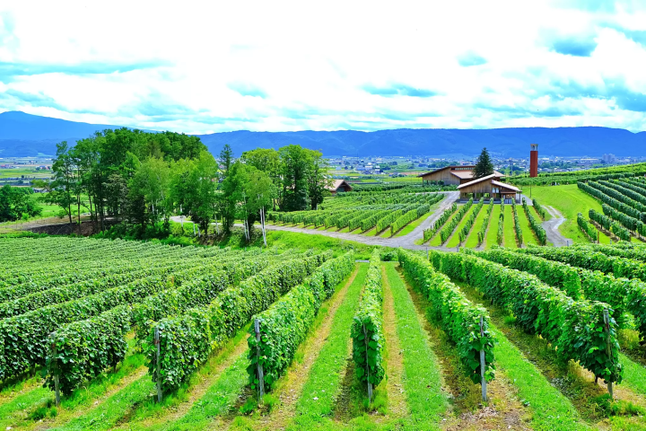 Rokkatei Confectionery and Stores: Popular Sweet Treats from Hokkaido