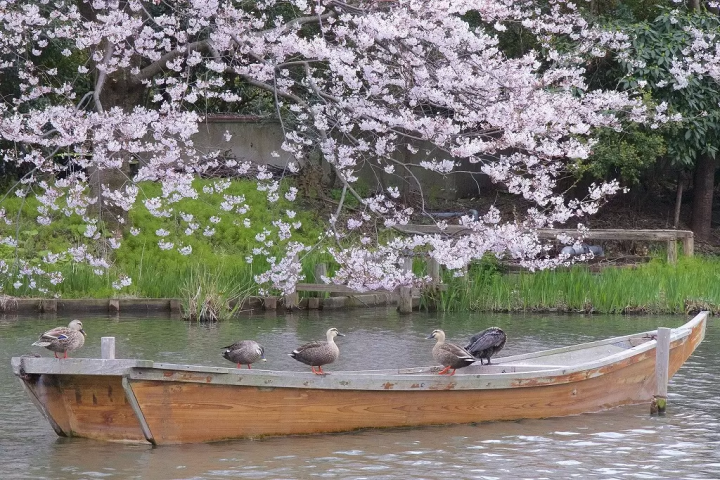 Enjoy Matcha Tea in the Heart of Sankeien Garden, Yokohama